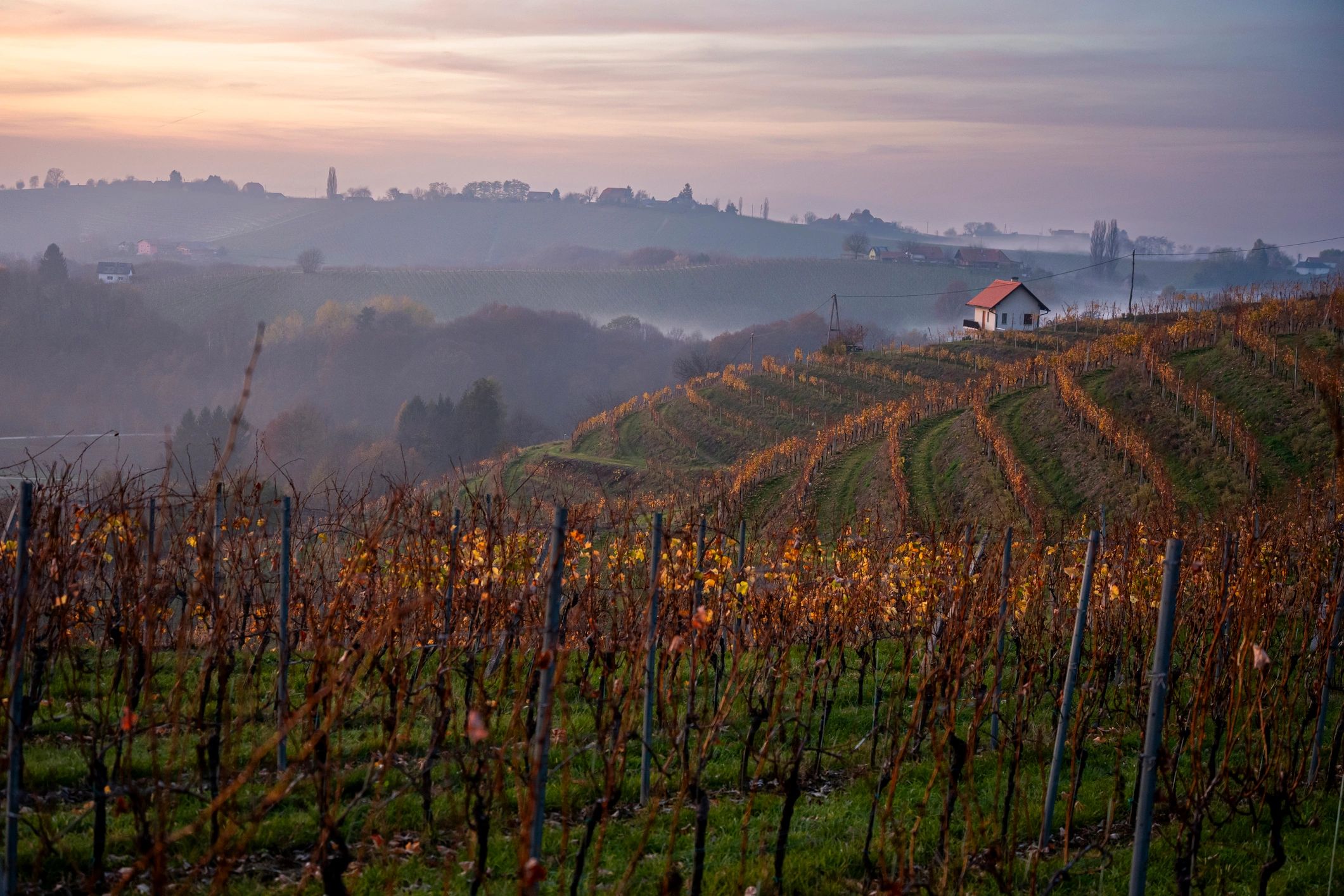 Misty Morning Vineyard Landscape Autumn Harvest Scenic Rural View. Jeruzalem Slovenija, Prlekija.