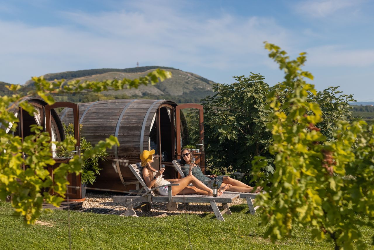 Vineyard experience in the Czech Republic