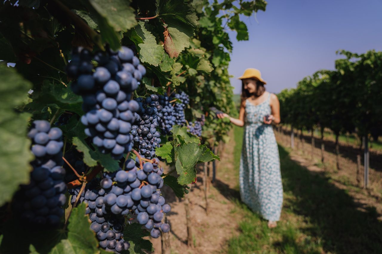 Wine tourism in the Czech countryside